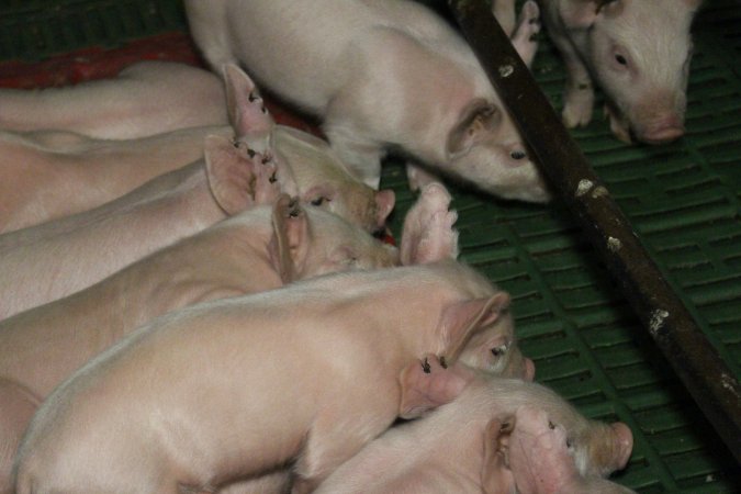 Farrowing crates at Dublin Piggery SA