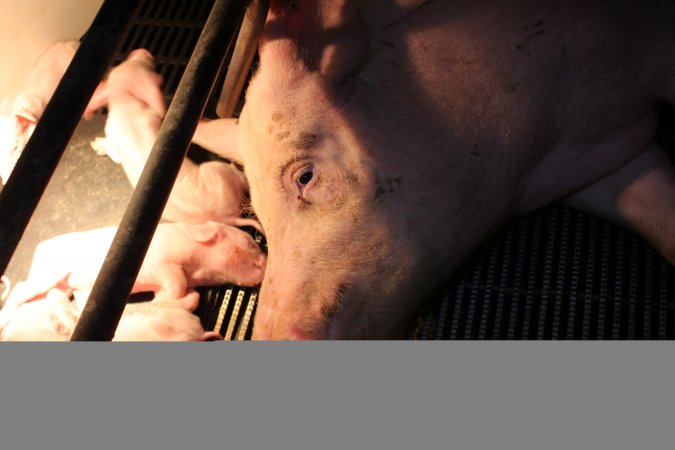 Farrowing crates at Wasleys Tailem Bend Piggery SA