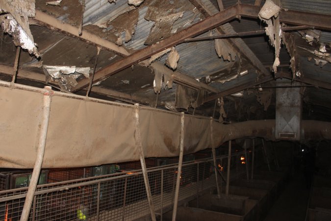 Ceiling of farrowing/grower shed