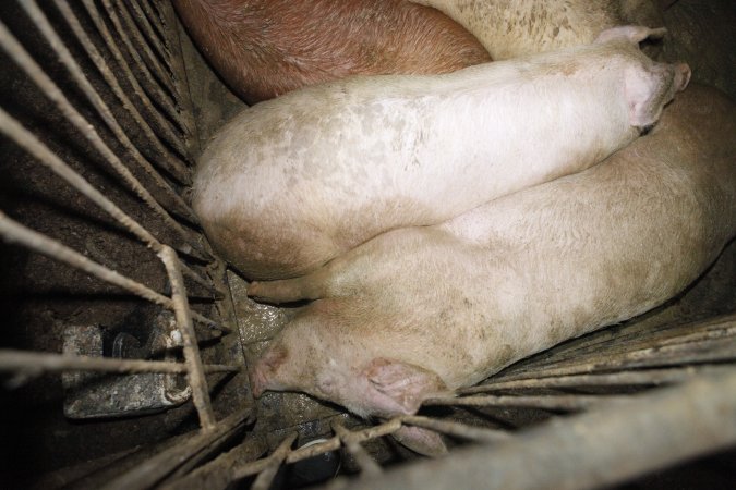 Grower/finisher pigs living in excrement