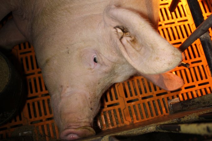 Farrowing crates at Huntly Piggery NSW