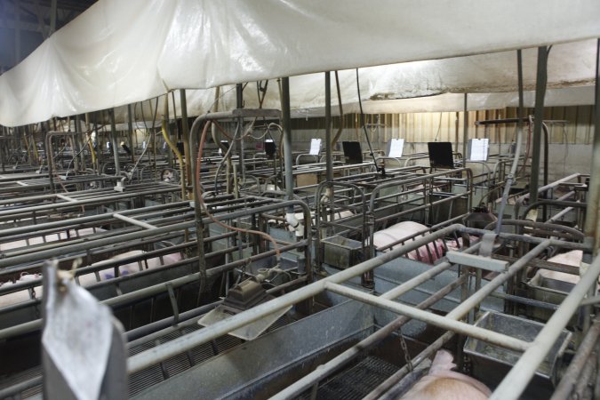 Farrowing crates at Nambeelup Piggery WA