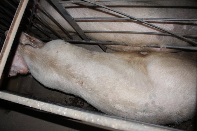 Sow stalls at Culcairn Piggery NSW