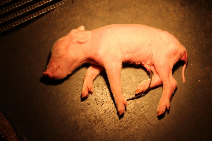 Farrowing crates at Selko Piggery NSW