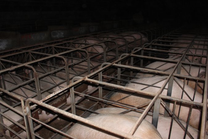 Sow stalls at Culcairn Piggery NSW