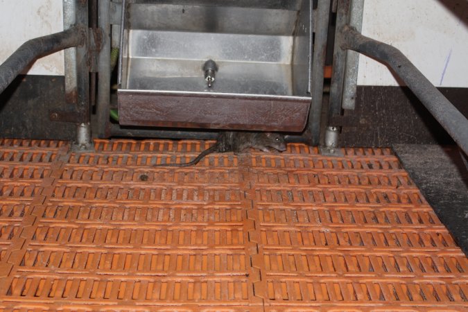 Rat under feed tray