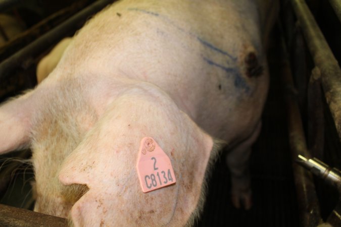 Farrowing crates at Bungowannah Piggery NSW