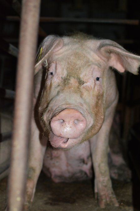 Sow stalls at Korunye Park Piggery SA