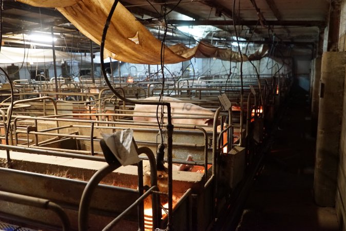 Farrowing crates at Yelmah Piggery SA