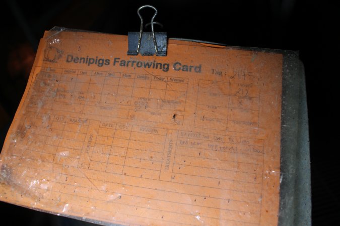 Farrowing card / record