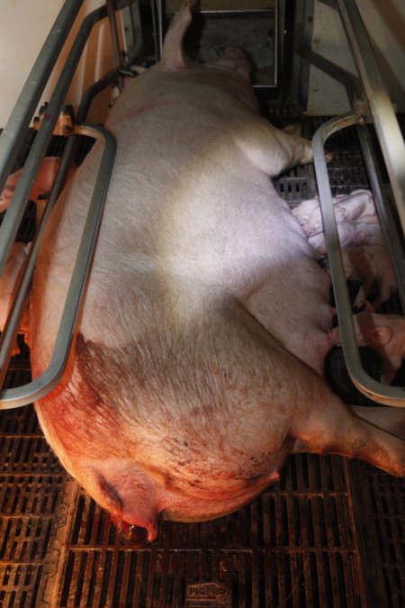 Farrowing crates at Mindarra Piggery WA