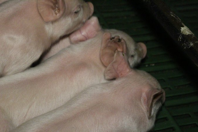 Farrowing crates at Dublin Piggery SA