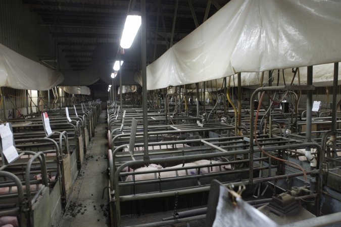 Farrowing crates at Nambeelup Piggery WA