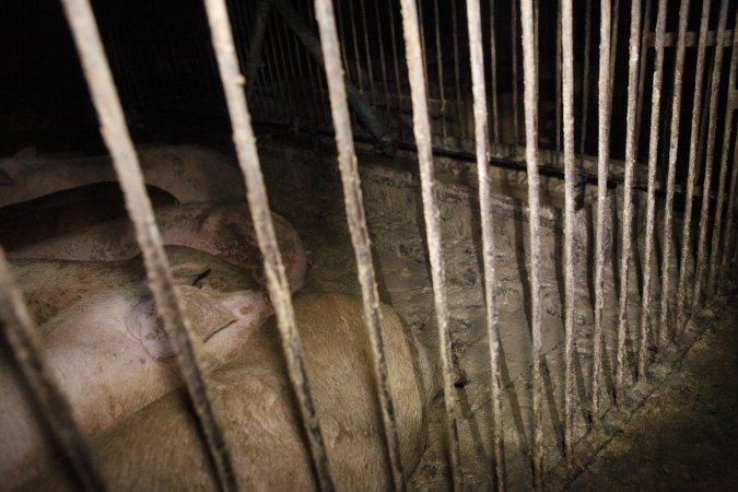 Grower/finisher pigs living in excrement