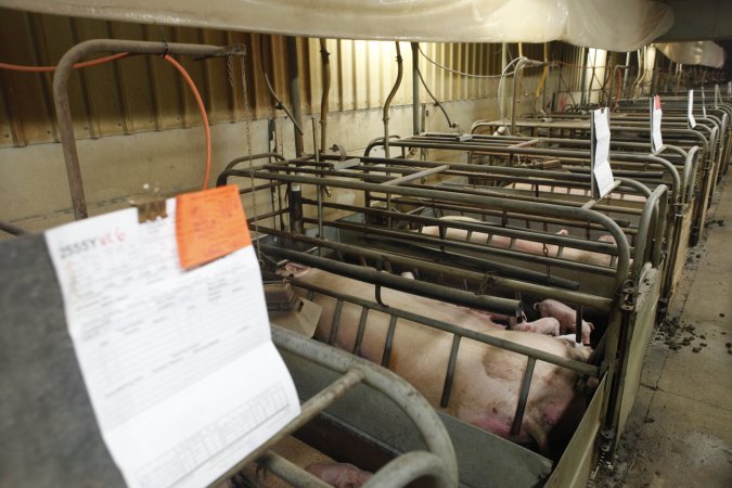 Farrowing crates at Nambeelup Piggery WA