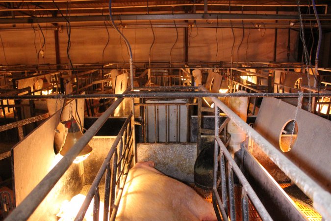 Farrowing crates at Huntly Piggery NSW