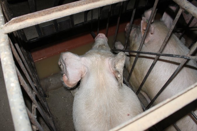 Sow stalls at Culcairn Piggery NSW