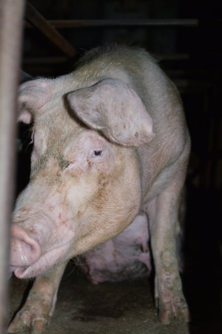 Sow stalls at Korunye Park Piggery SA