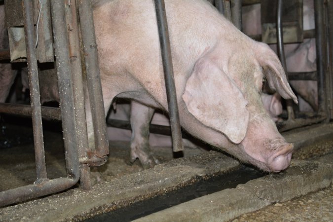 Sow stalls at Korunye Park Piggery SA