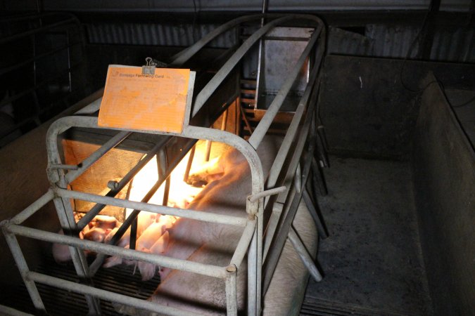 Farrowing crates at Deni Piggery NSW