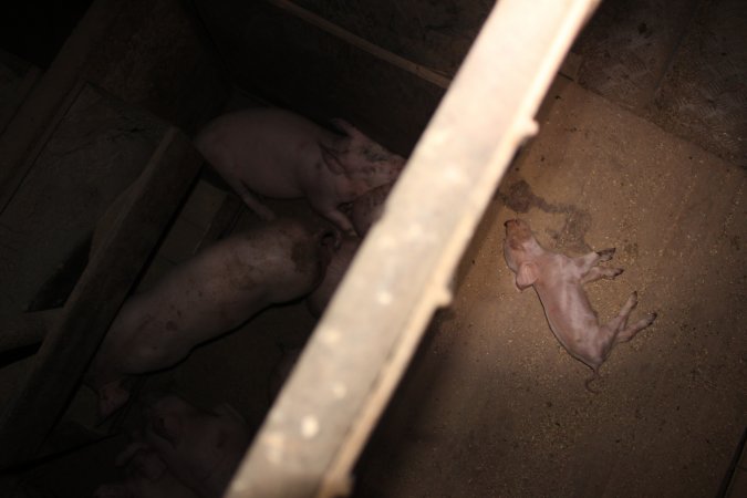 Dead piglet in walkway, growers beneath