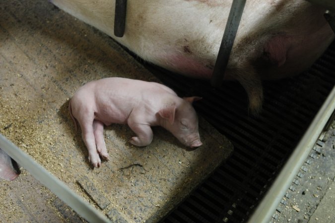 Farrowing crates at Nambeelup Piggery WA