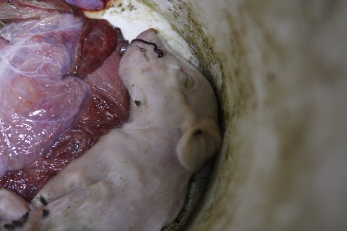 Dead piglet in bucket