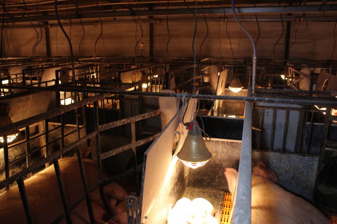 Farrowing crates at Huntly Piggery NSW