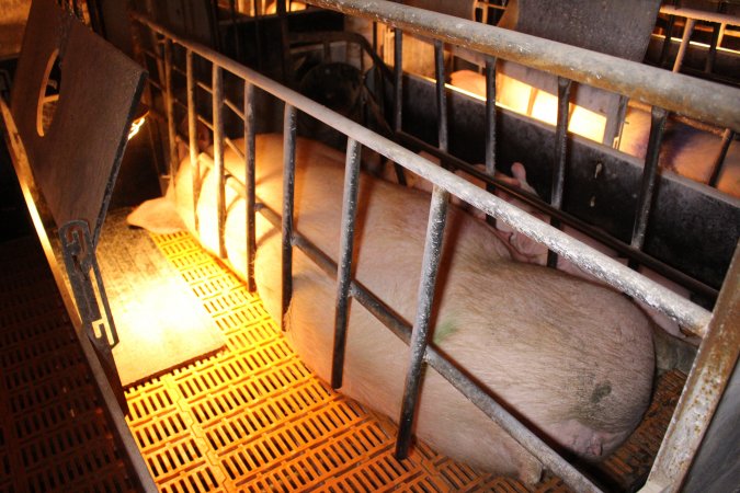 Farrowing crates at Huntly Piggery NSW