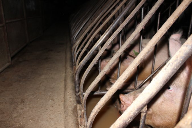 Sow stalls at Culcairn Piggery NSW