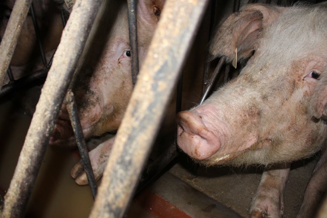 Sow stalls at Culcairn Piggery NSW