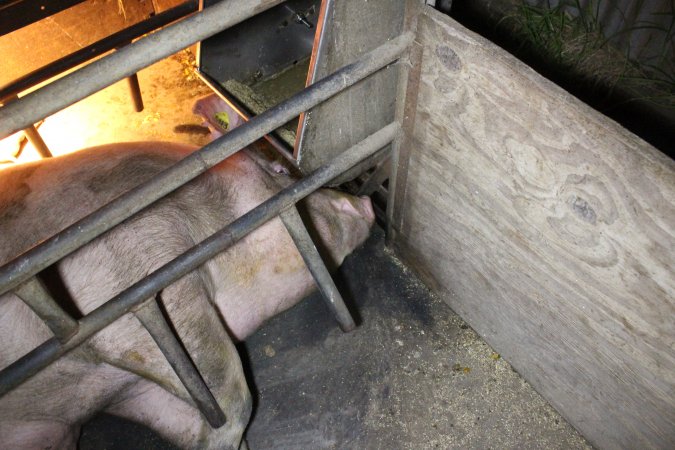 Farrowing crates at Deni Piggery NSW