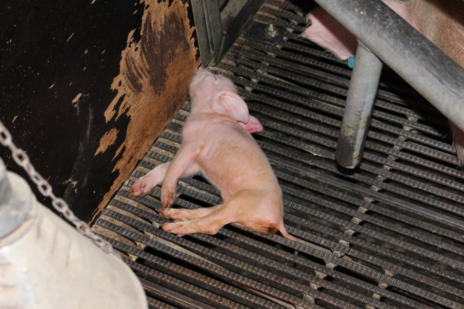 Farrowing crates at Selko Piggery NSW
