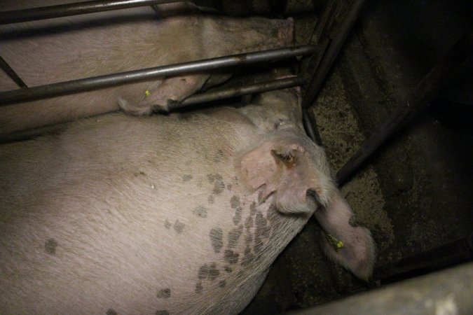 Sow stalls at Dublin Piggery SA