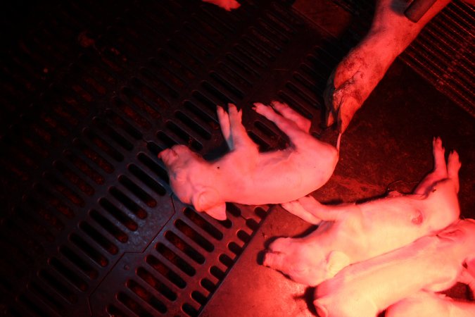 Farrowing crates at Wasleys Tailem Bend Piggery SA