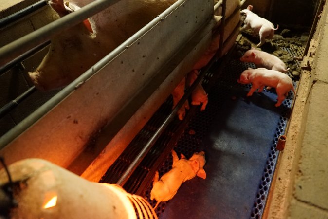 Farrowing crates at Yelmah Piggery SA