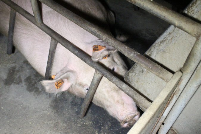 Farrowing crates at Deni Piggery NSW