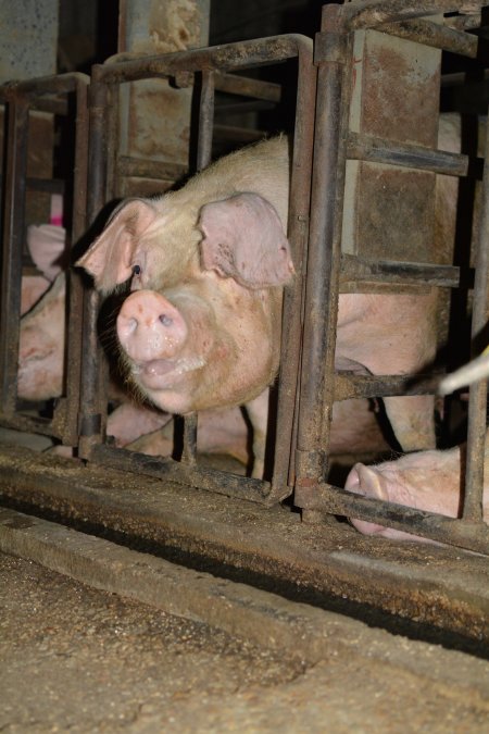 Sow stalls at Korunye Park Piggery SA