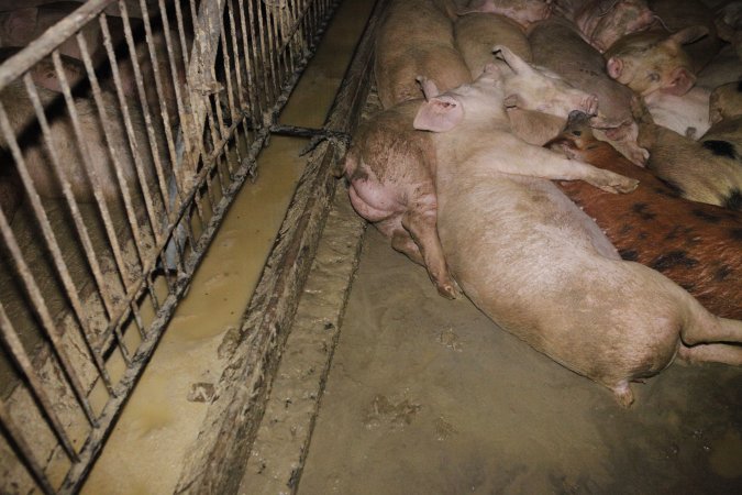 Grower/finisher pigs living in excrement