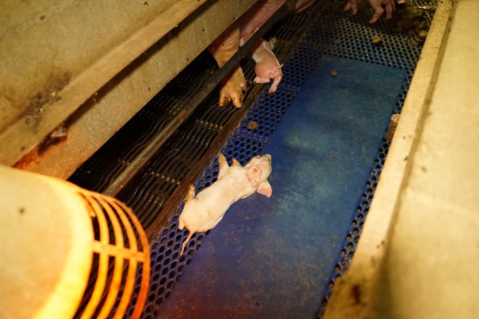 Farrowing crates at Yelmah Piggery SA