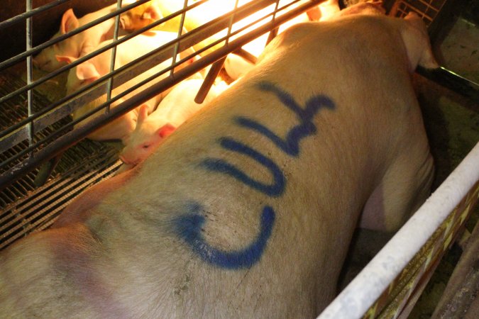 Sow with 'cull' spray-painted on her back