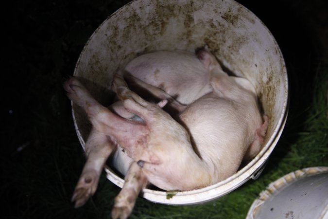 Dead piglets in bucket