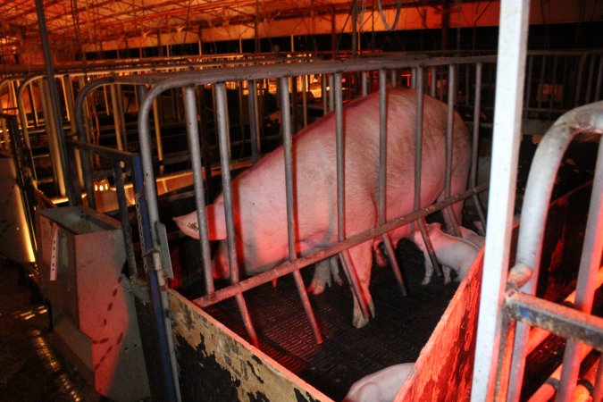 Farrowing crates at Wasleys Tailem Bend Piggery SA