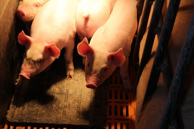 Farrowing crates at Huntly Piggery NSW