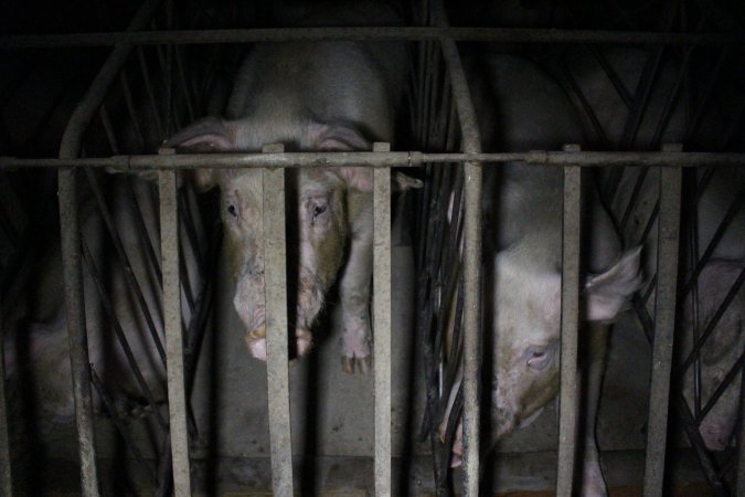 Sow stalls at Culcairn Piggery NSW