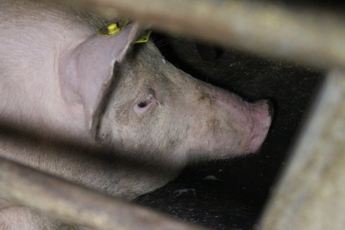 Farrowing crates at Deni Piggery NSW