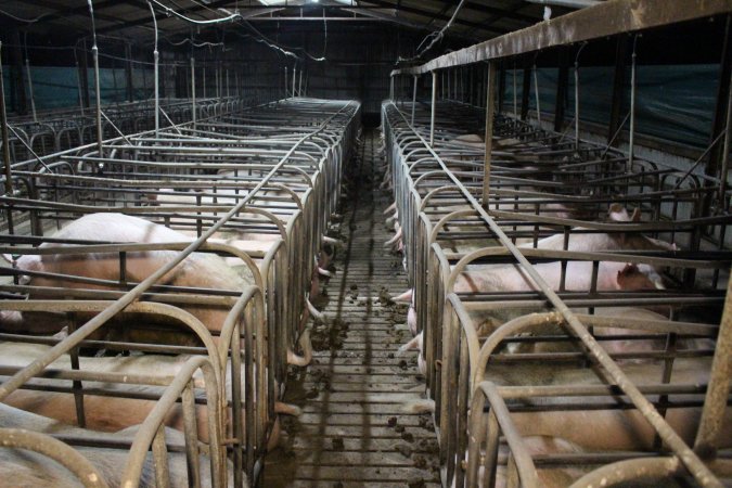 Sow stalls at Dublin Piggery SA