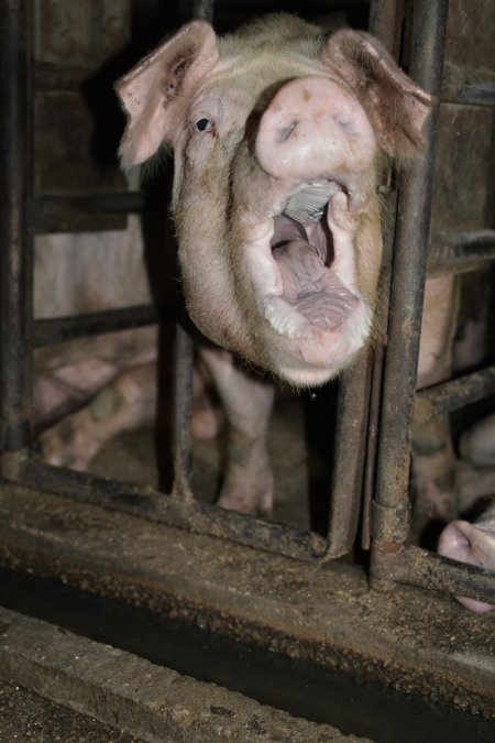 Sow stalls at Korunye Park Piggery SA