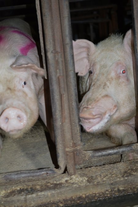 Sow stalls at Korunye Park Piggery SA