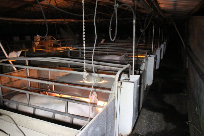 Farrowing crates at Deni Piggery NSW